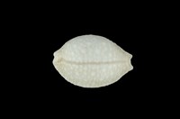 藏品(疙瘩寶螺)的圖片